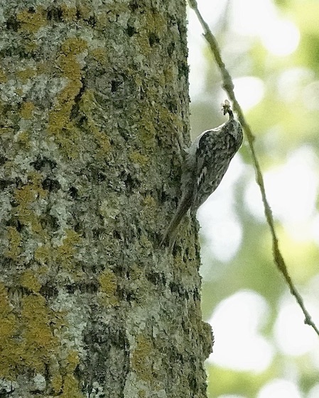 short-toed treecreeper